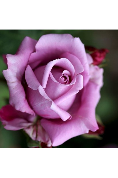 Роза фиолетовая Indigoletta